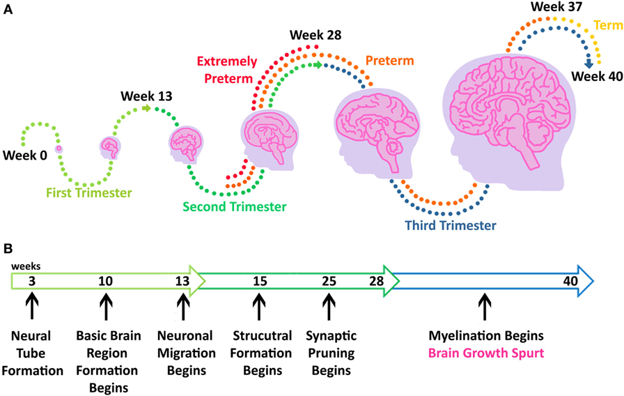 Brain development/脑的发育