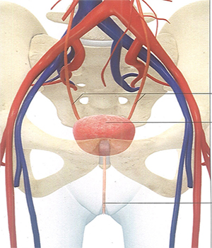 泌尿系统/Urinary system