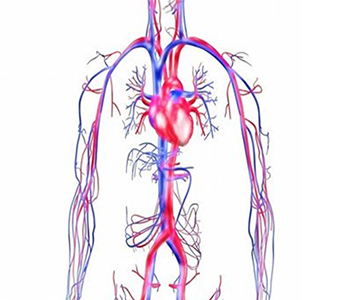 血液循环系统/Blood circulation