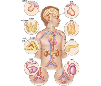 内分泌系统/secretion system